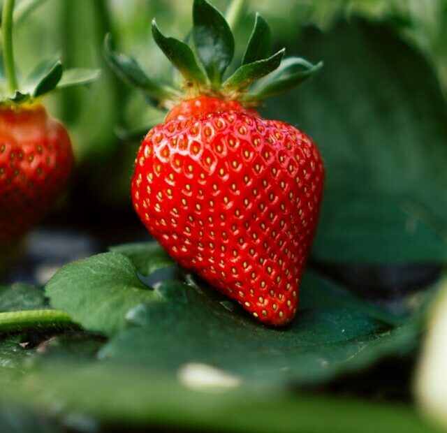 When to plant strawberry seeds?