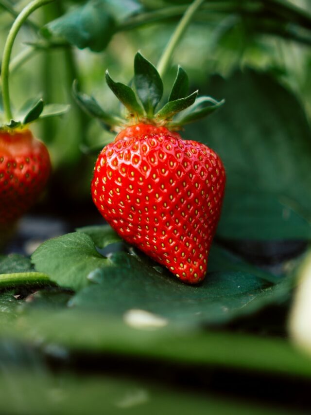 When to plant strawberry seeds