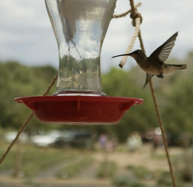 a hummingbird flying to a feeder