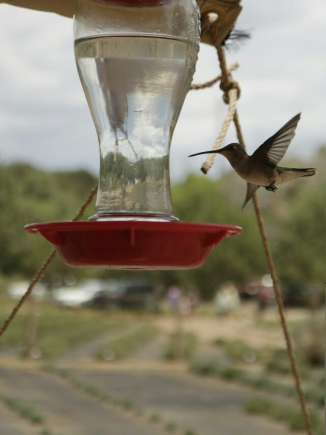 When Should I Put Out My Hummingbird Feeder