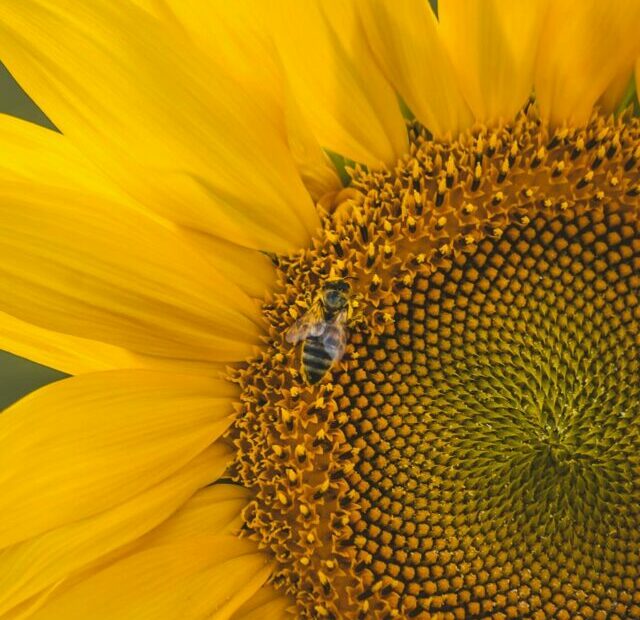 How to Eat Sunflower Seeds?