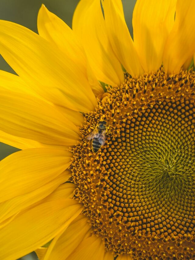 How to Eat Sunflower Seeds?