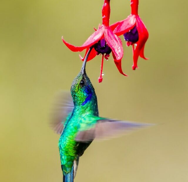 Ready your hummingbird feeders: Hummingbirds are back in NH