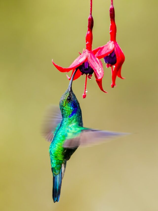 Ready your hummingbird feeders: Hummingbirds are back in NH