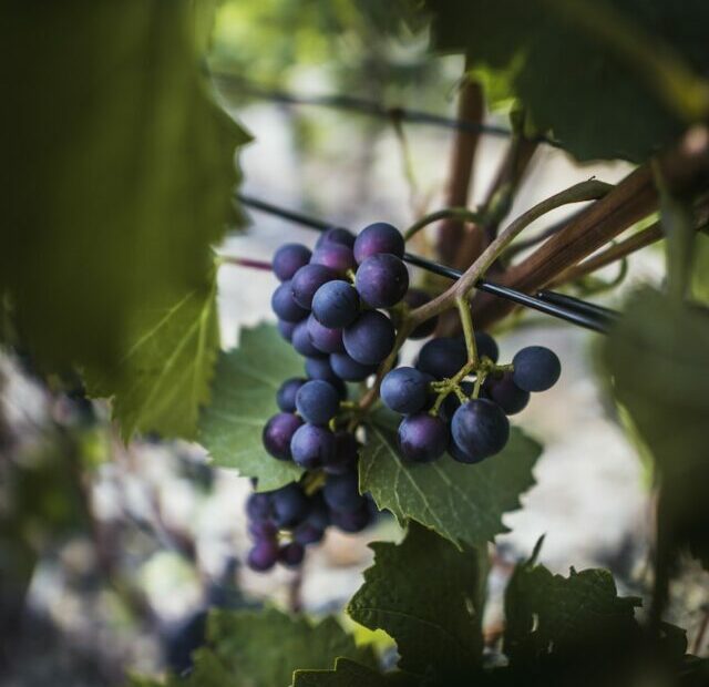Don't Forget to prune these 10 fruit trees in early spring.