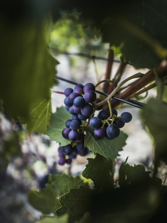 Don’t Forget to prune these 10 fruit trees in early spring.