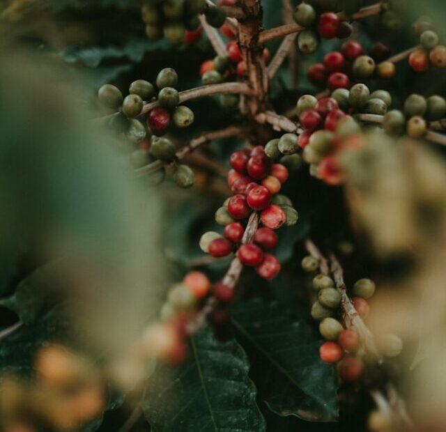 Are Coffee Beans Technically A Fruit?
